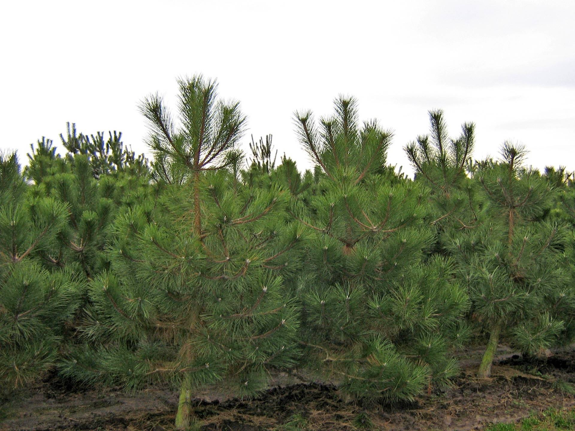 Pinus nigra_02